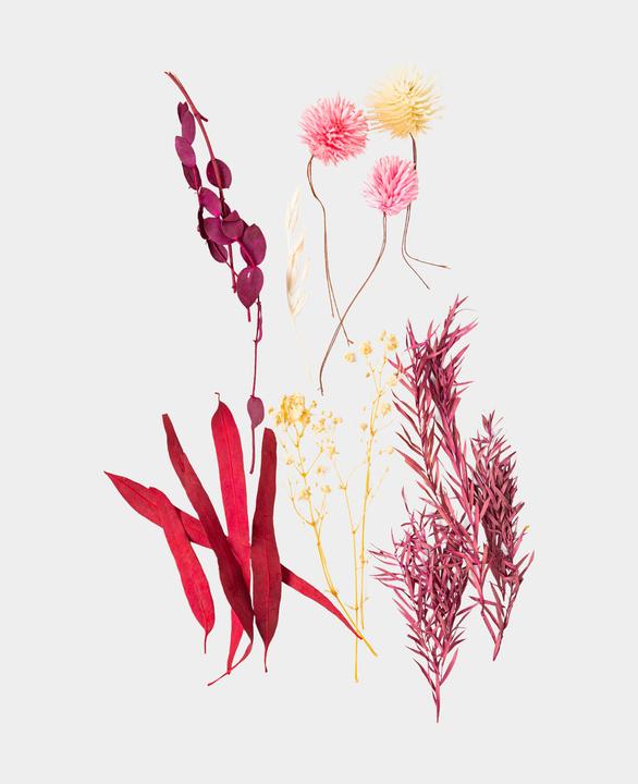 Immagine prodotto I Am Creative Set di fiori secchi (Fiori secchi)