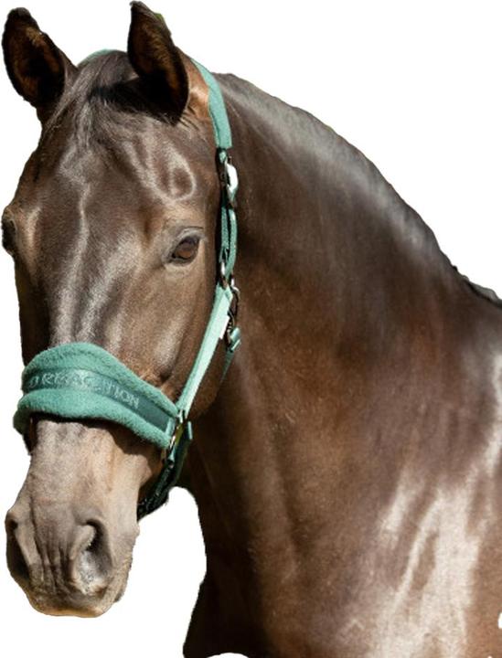 Immagine prodotto Hy ProReaction Cavezza per Cavallo