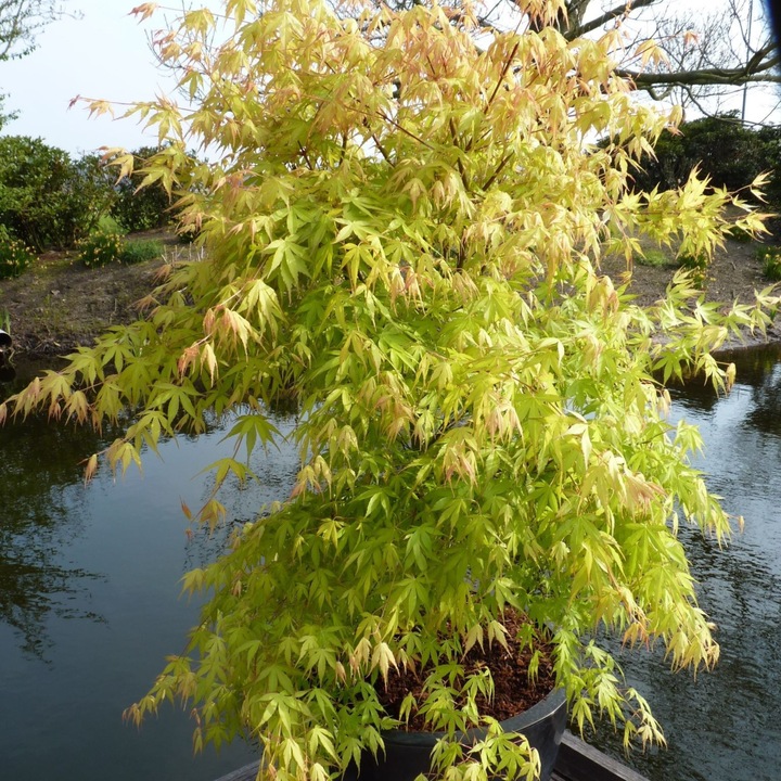 Actual product image Plant in a Box Acer palmatum 'Katsura' - Japanese maple (70 cm)