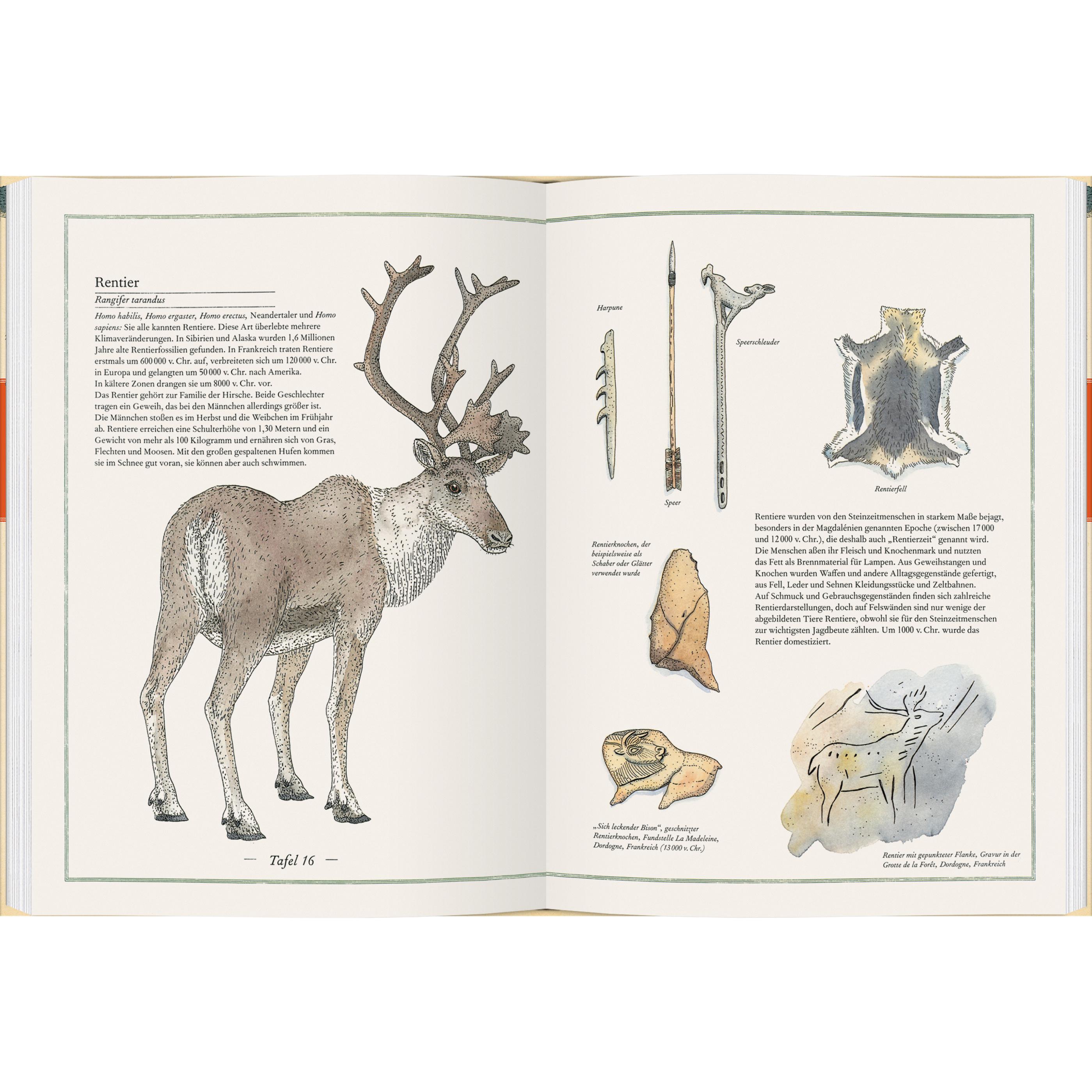 Thumbnail - Mammut, Urmensch, Höhlenbär, Kinderbücher von Virginie Aladjidi