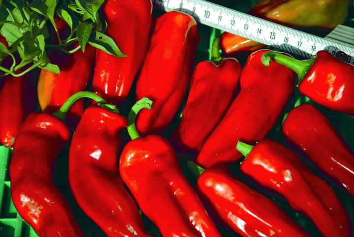 Immagine prodotto Zollinger Bio Peperoni, Frigitello (tipo di Padrón)