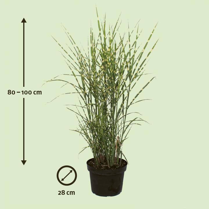 Immagine prodotto Zulauf Canna cinese / Miscanthus si. Zebrino (50 cm)
