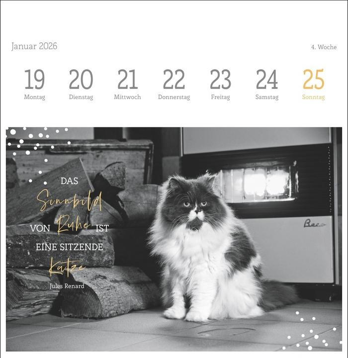 Produktbild Katzen Weisheiten Premium-Postkartenkalender 2026 (16,5 x 17,7 cm)