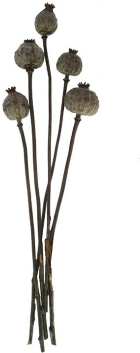 Image du produit Dijk Papaver gigantum (Fleurs séchées)