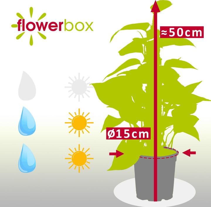 Actual product image Flowerbox Golden pothos on moss stick - height ca. 50 cm, pot-Ø 15 cm - Epipremnum aureum (50 cm)