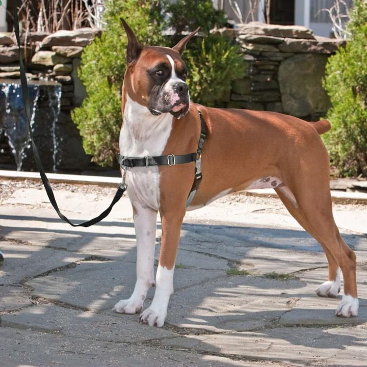 Immagine prodotto PetSafe Passeggiata facile (XL, Cane, Passeggiare)