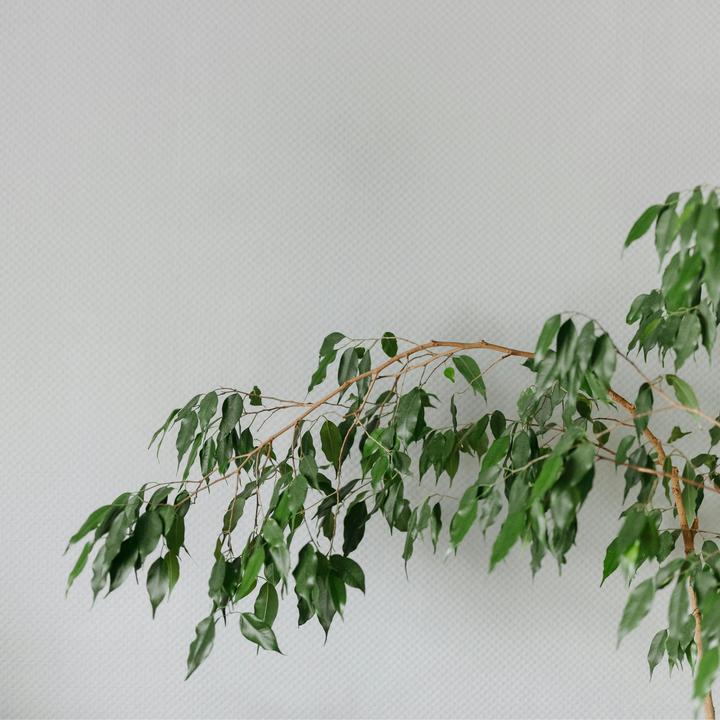 Produktbild Plant in a Box Ficus benjamina Danielle - Geigenpflanze (100 cm)