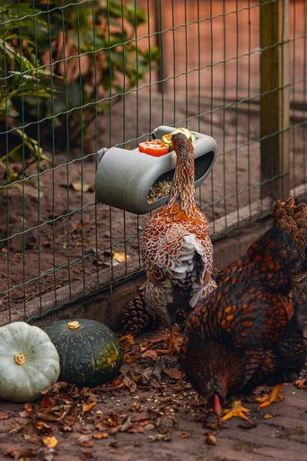 Actual product image Beeztees Chicken Feeder, Grey