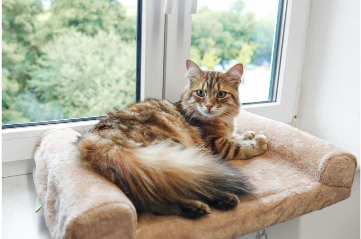 Produktbild Kerbl Fensterliegebrett (Hund, Katze)