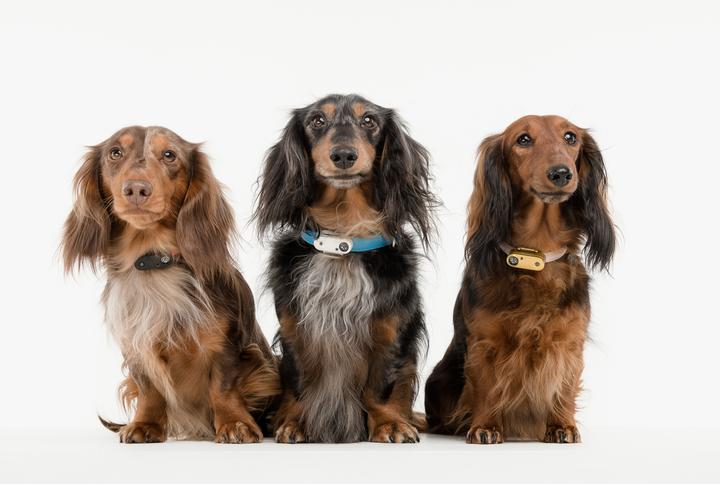 Produktbild Tickless Mini Pet (Hund)