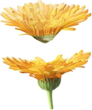 Produktbild Weleda Calendula Pflegemilch (Körpermilch, 200 ml)