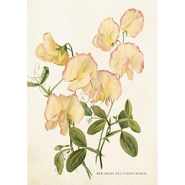 Sköna Ting, Biglietto di auguri + Carta da lettere, ST448 B6 Karte + Umschlag Erbsenblumen