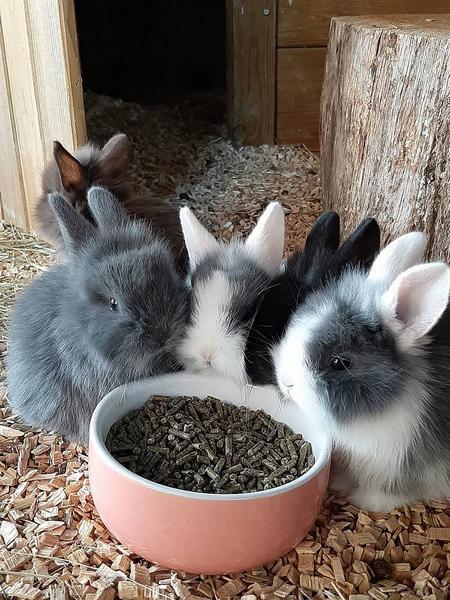 Actual product image Nobby Rodent ceramic bowl Rabbit (30 cl)