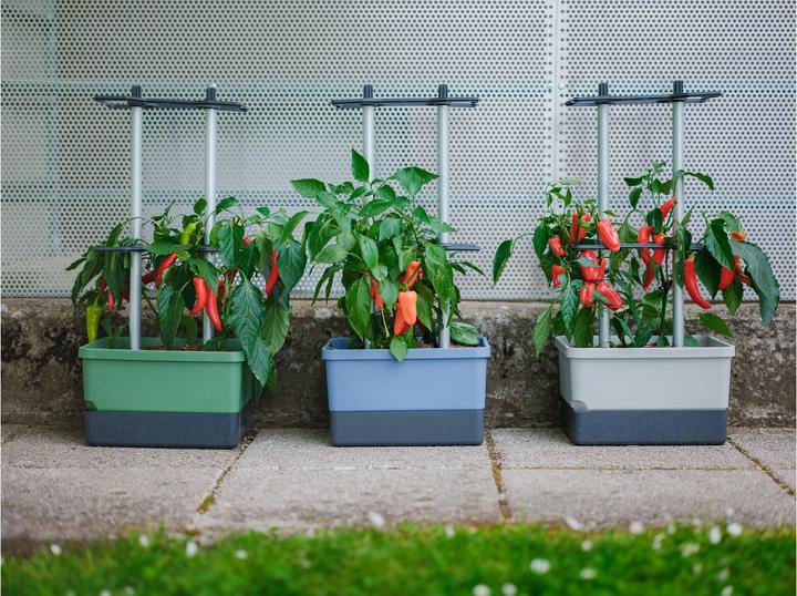 Immagine prodotto Gusta Garden Charly Chili (35 cm)