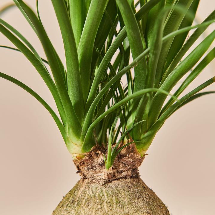 Produktbild Mary and Plants Ponytail Palm (50 cm)