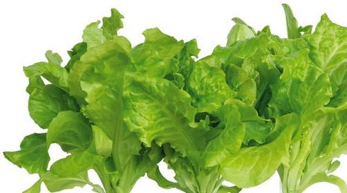 Produktbild Click and Grow Grüner Salat (Gemüsesamen)