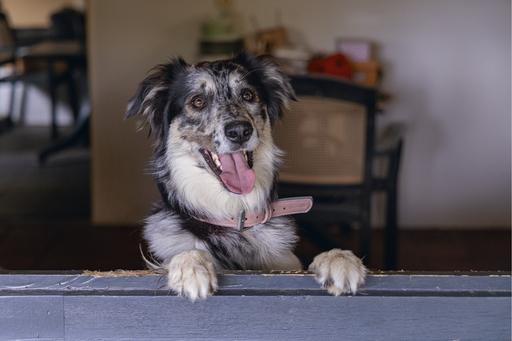 Produktbild Beeztees Bz Balacron Halsband Ax Rosa 3 (36, 37, 38, 39, 40, 41, 42, 43, 44, Hund, Hundesport)