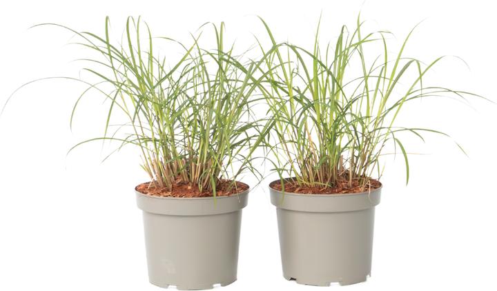 Produktbild Plant in a Box Miscanthus sinensis 'Red Chief' - 2er Set Ziergras (40 cm)