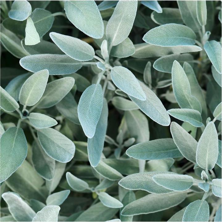 Actual product image Rausch Silver-shine conditioner with sage (150 ml)