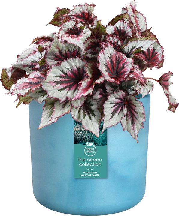 Produktbild Elho The Ocean Collection (14 x 13 cm)