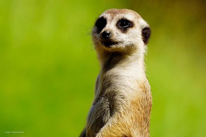 Produktbild Tokina SZ Pro 900mm f/7.1 MF (Fujifilm X, APS-C / DX)