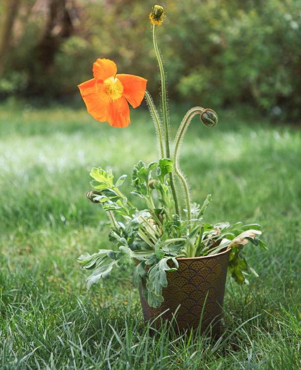 Produktbild Esmée Orient (20 cm)