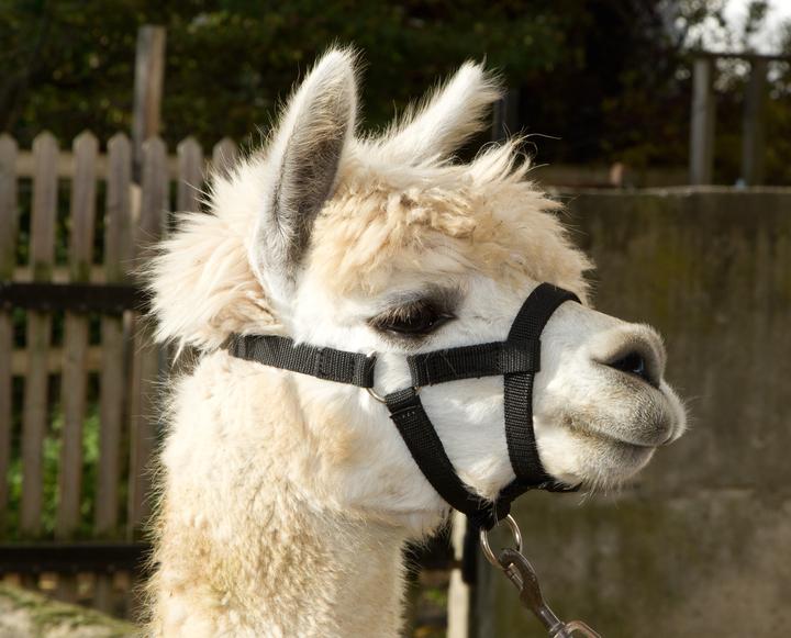 Immagine prodotto Kerbl cavezza di alpaca