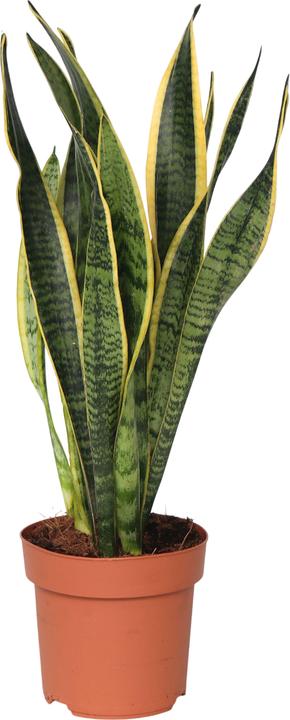 Produktbild Plant in a Box Sansevieria trifasciata Laurentii - Bogenhanf (40 cm)