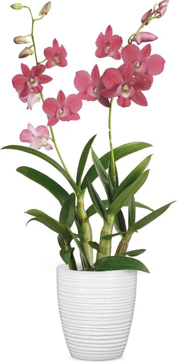 Produktbild Scheurich Alaska (12.60 x 12.60 x 14.10 cm)