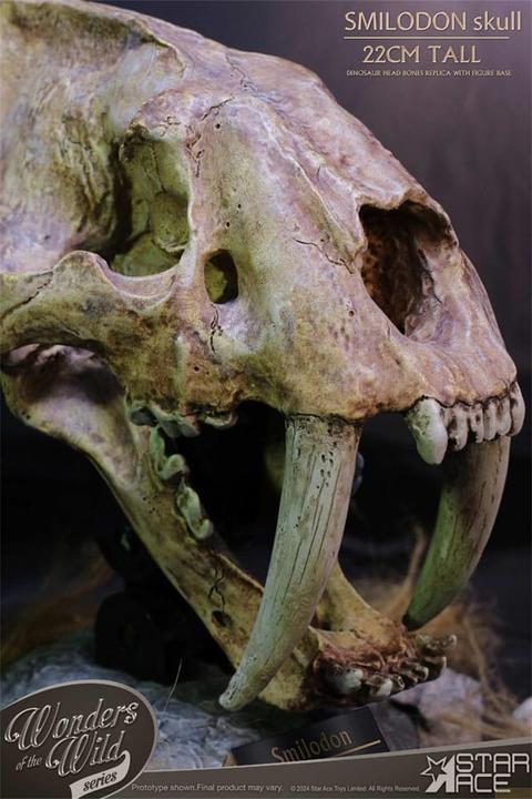 Produktbild Star Ace Toys Wonders of the Wild Series Statue Smilodon Skull Fossil 22 cm