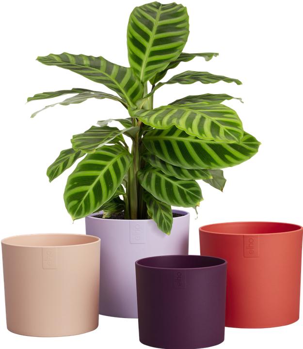 Produktbild Elho Lex Pott Set (20 x 13.60 cm)