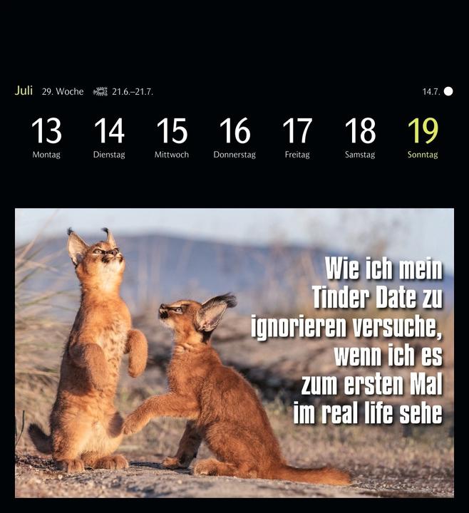 Actual product image Harenberg Animal Memes Postkartenkalender 2026 - 53 tierisch witzige Postkarten (Hardcover, English, German)
