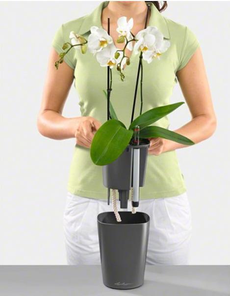 Produktbild Lechuza Deltini (15 cm)