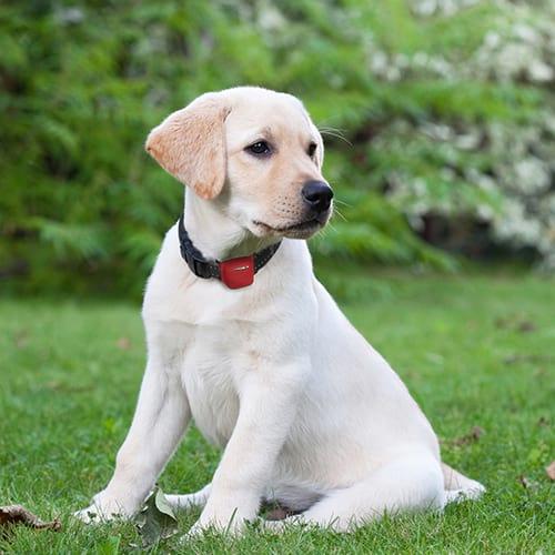 Actual product image Telekom MoveTrack Combi Protect (Dog, Dog sport, Jogging, Pushbike, Walks, Work)