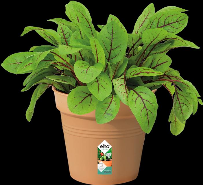 Actual product image Elho Green Basic (13 cm)