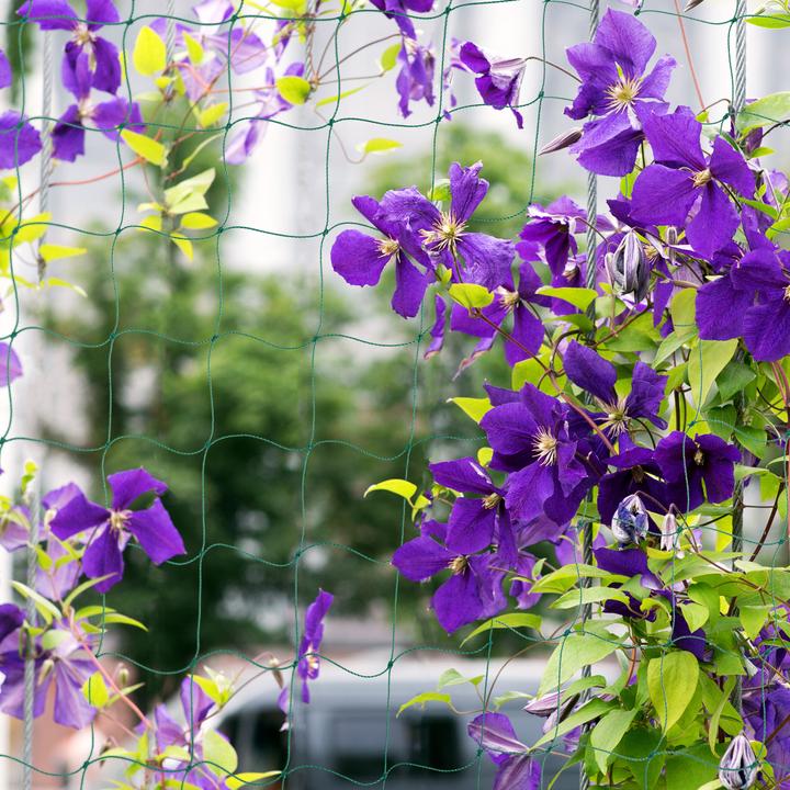 Actual product image Relaxdays Trellis net (75 cm)