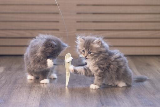 Immagine prodotto Beeztees Libelle (Canna da gioco per gatti)