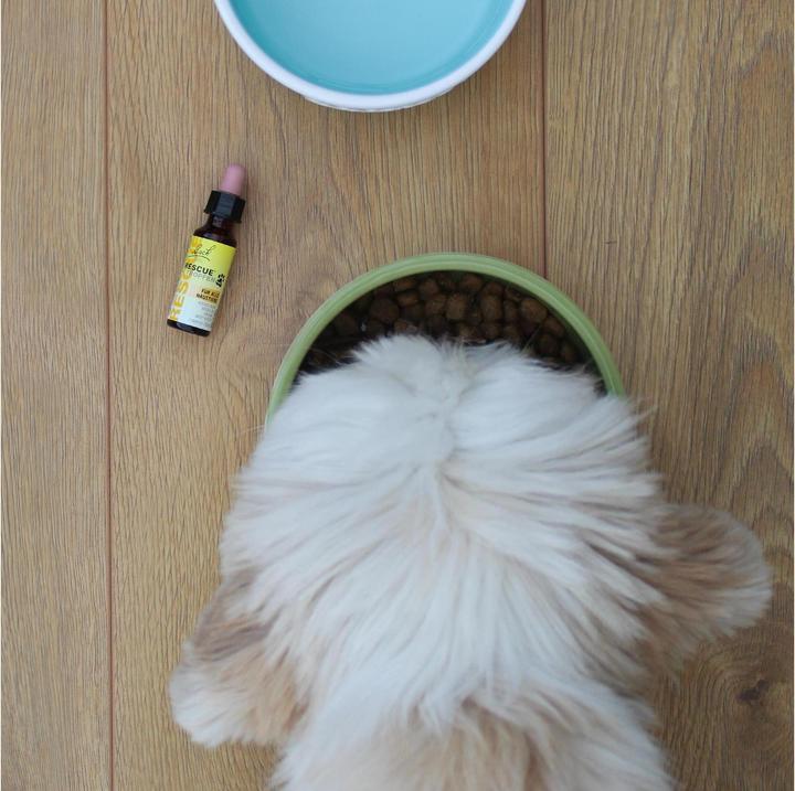 Immagine prodotto Bach Rescue Salvataggio originale (Cane, 10 ml)