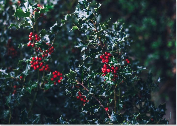 Produktbild Trendform Deep Forest (42 x 29.70 cm)