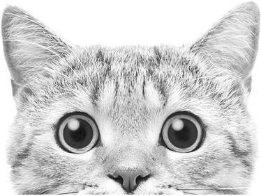 Reinders Cat is watching (40 x 50 cm)