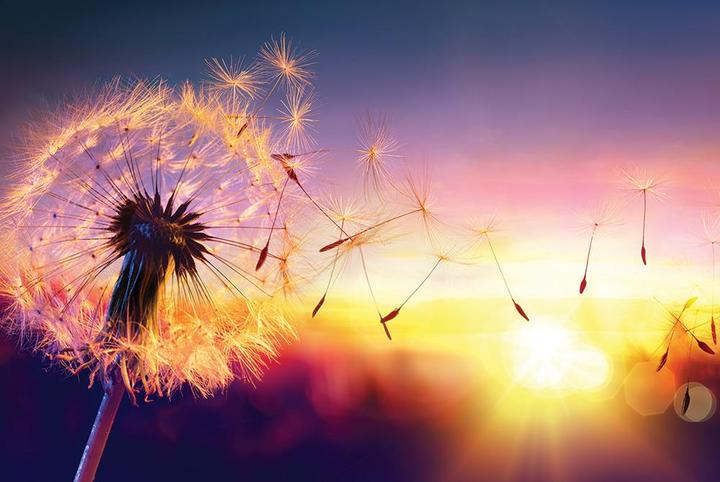 Eibert Visual Colorful contrast Dandelion (65 x 97 cm)