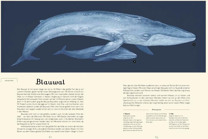 Produktbild Das Museum des Meeres (Deutsch, Loveday Trinick, Teagan White, 2021)