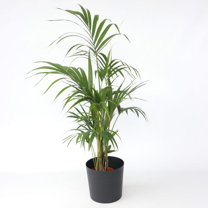 Produktbild Plant in a Box Howea forsteriana - Kentia Palme (130 cm)
