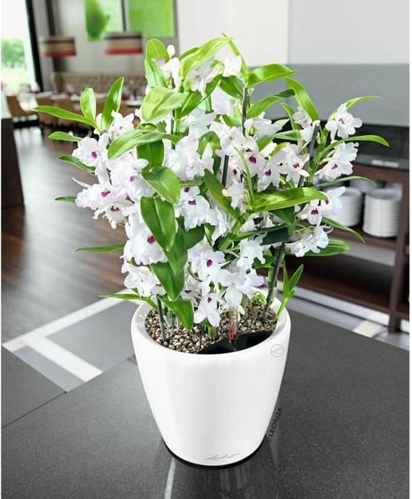 Image du produit Lechuza Classico (22 x 20 cm)