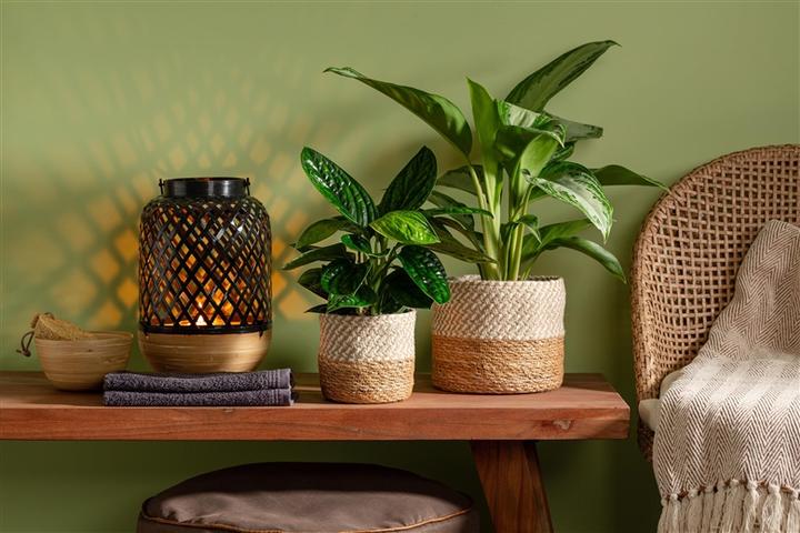 Actual product image Scheurich Flower pot (19 x 16 cm)