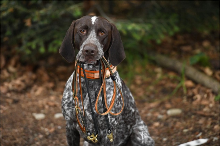 Actual product image Niggeloh Welding neck (XS, Dog, Dog sport)