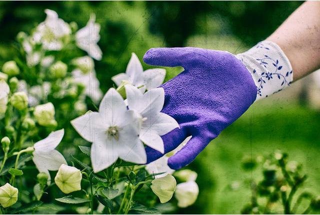 Immagine prodotto Gebol Gartenhandschuh Flower lila 6 (6)