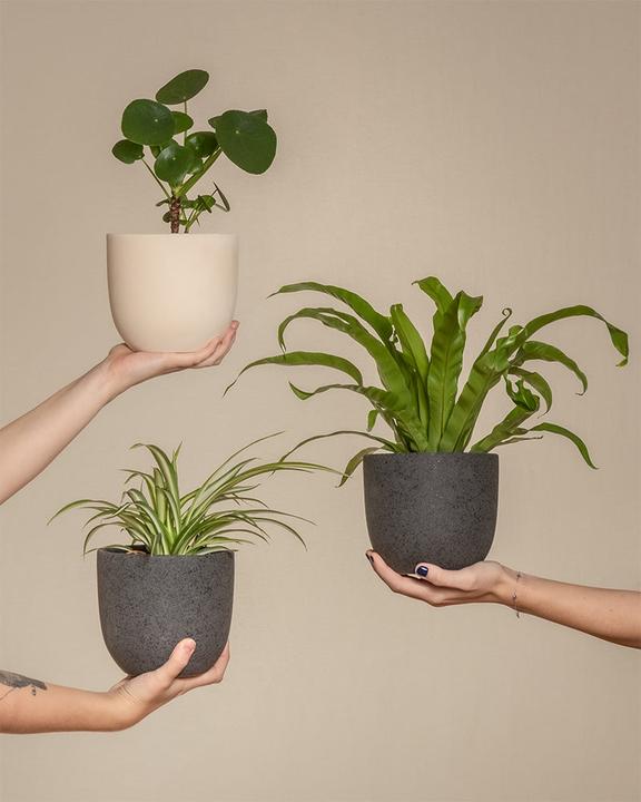 Produktbild feey Kleines tierfreundliches Pflanzen-Set (20 cm, Frisch umgetopft, Tierfreundlich)