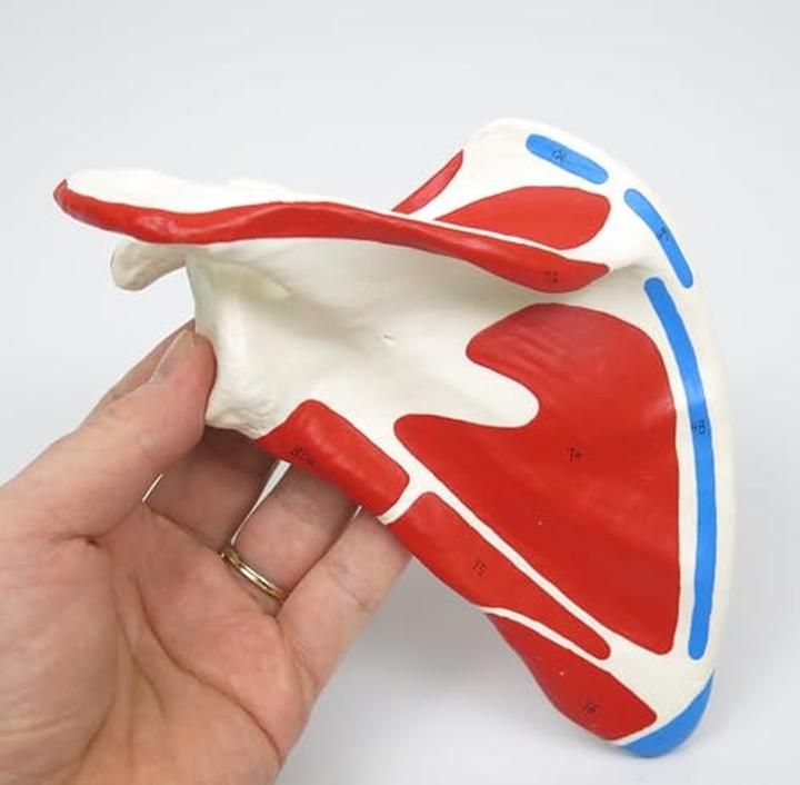 Image du produit 3B Scientific Squelette humain avec représentation musculaire, non monté et logiciel d'anatomie inclus
