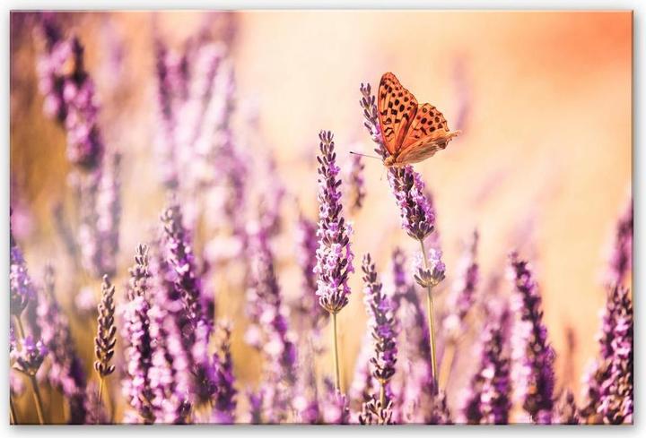 Immagine prodotto Trenddeko La farfalla nella lavanda (100 x 70 cm)